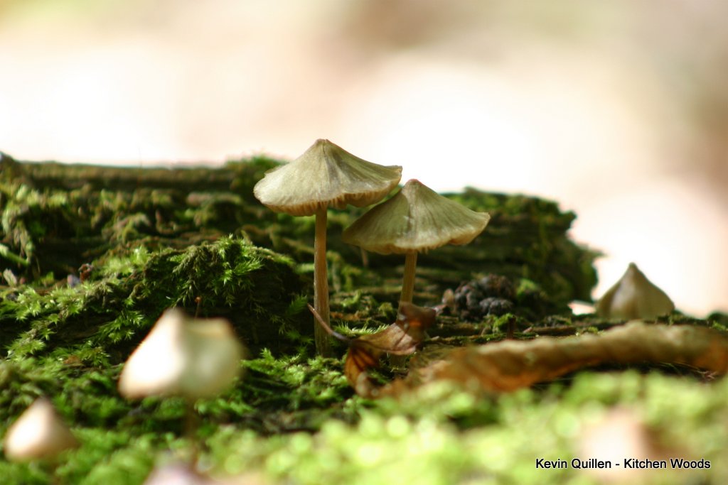 Mushroom on Moss #3